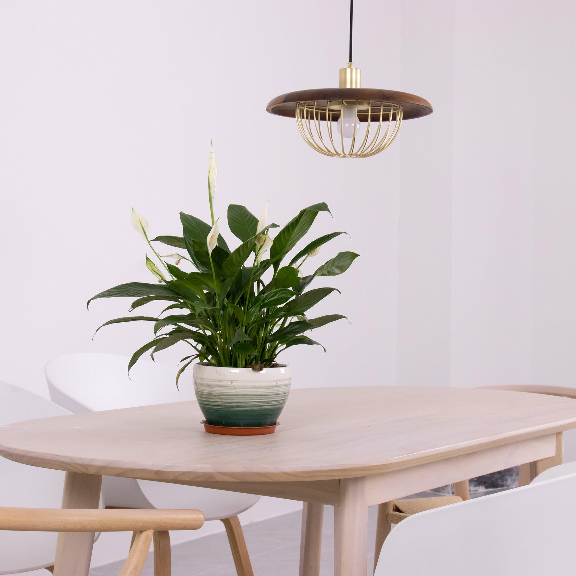 Kasa Pendant Lamp - Vakkerlight